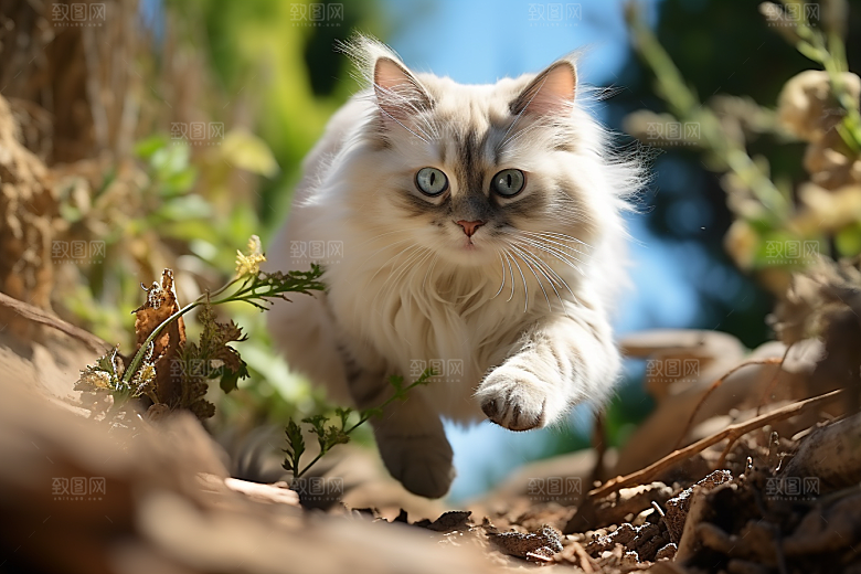 布偶猫清新自然摄影图