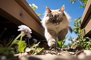 布偶猫养宠自然摄影图