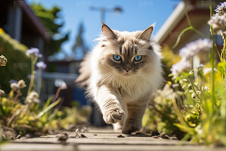 布偶猫可爱家居摄影图