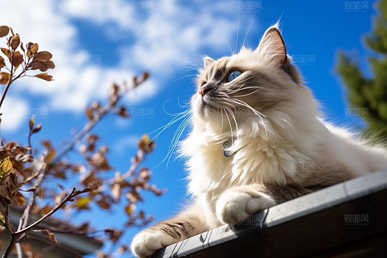 布偶猫高清养宠摄影图