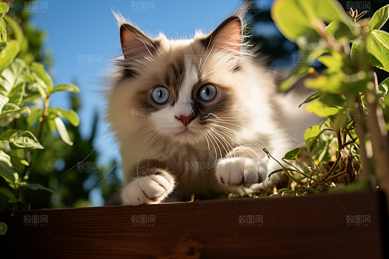 布偶猫生活长毛猫摄影图