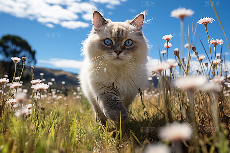 布偶猫清新生活摄影图