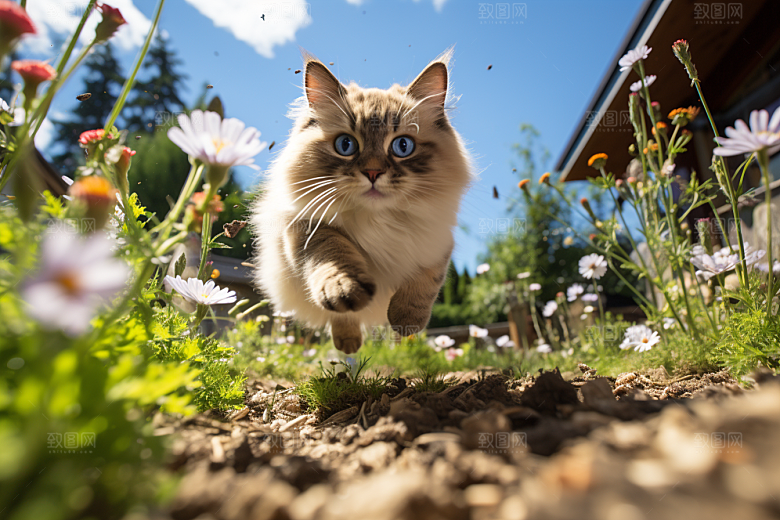布偶猫自然清新摄影图