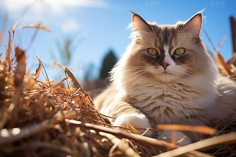 布偶猫生活长毛猫摄影图