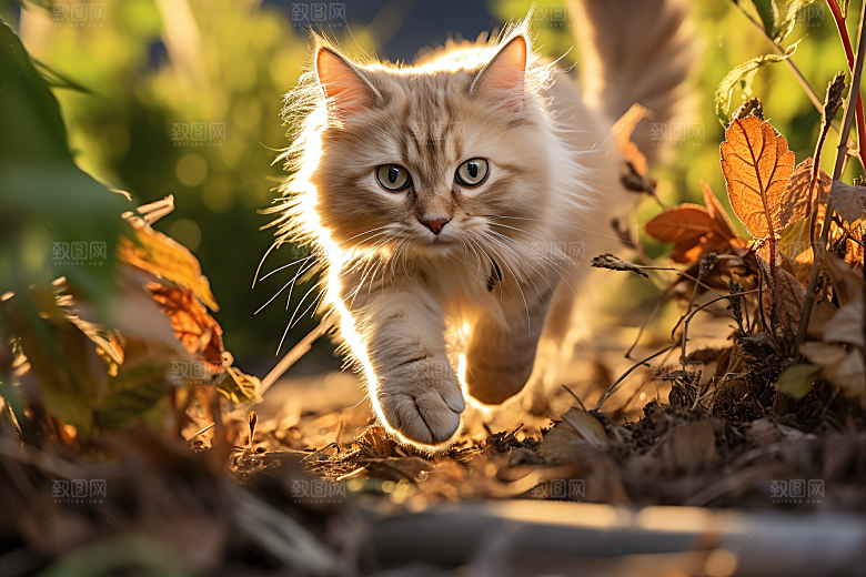 布偶猫生活仙女猫摄影图