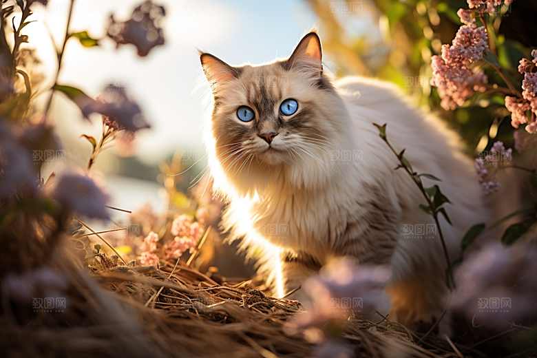 布偶猫家居高清摄影图