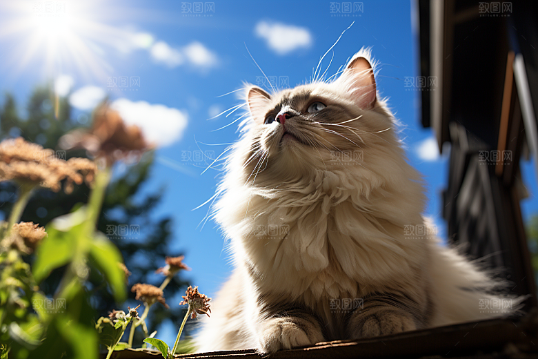 布偶猫可爱生活摄影图