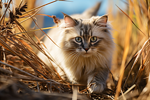 布偶猫长毛猫家居摄影图