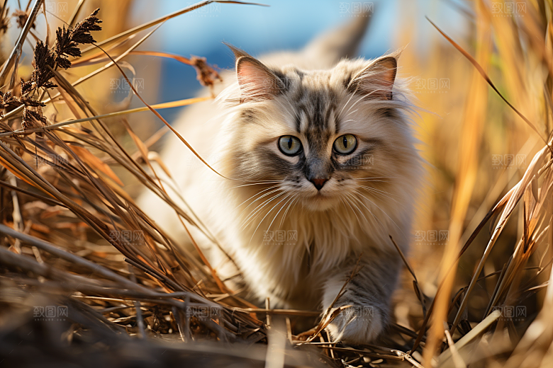 布偶猫长毛猫家居摄影图