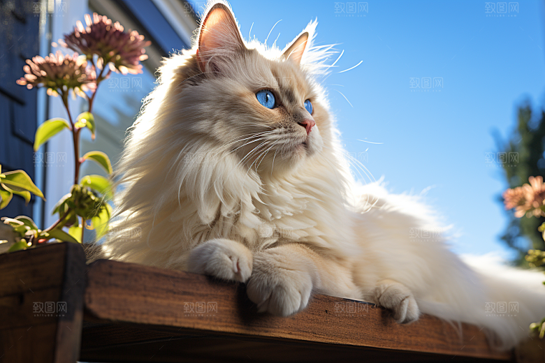布偶猫自然长毛猫摄影图