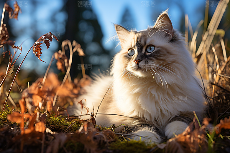 布偶猫宠物仙女猫摄影图
