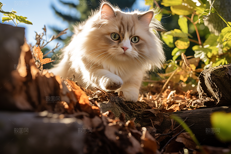 布偶猫高清自然摄影图