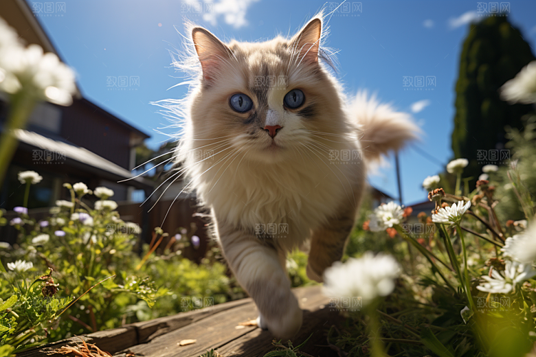 布偶猫高清清新摄影图