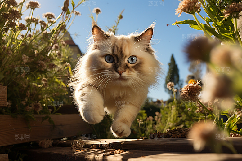 布偶猫可爱高清摄影图