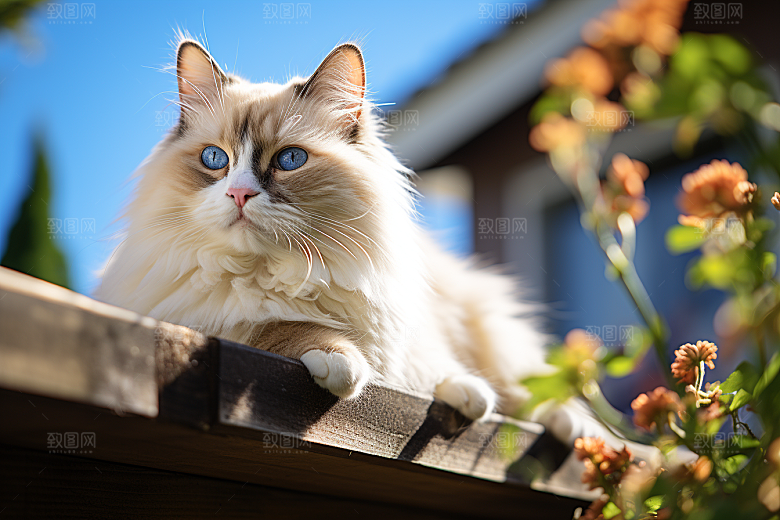 布偶猫生活仙女猫摄影图