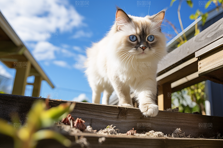 布偶猫可爱自然摄影图