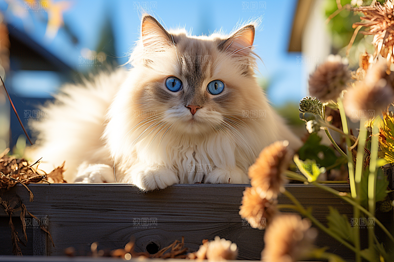 布偶猫长毛猫仙女猫摄影图