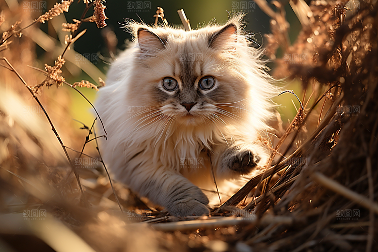 布偶猫仙女猫生活摄影图