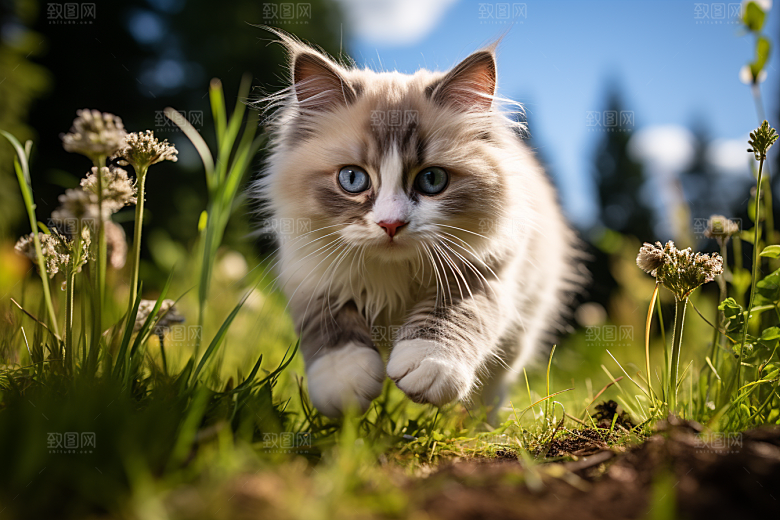 布偶猫长毛猫仙女猫摄影图