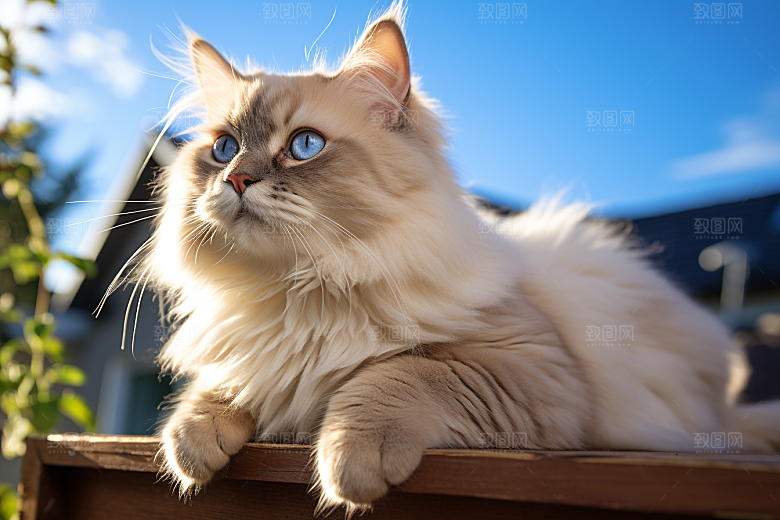 布偶猫宠物长毛猫摄影图