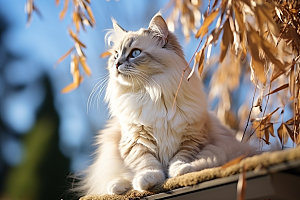布偶猫自然可爱摄影图