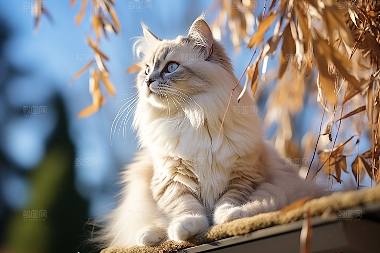 布偶猫自然可爱摄影图