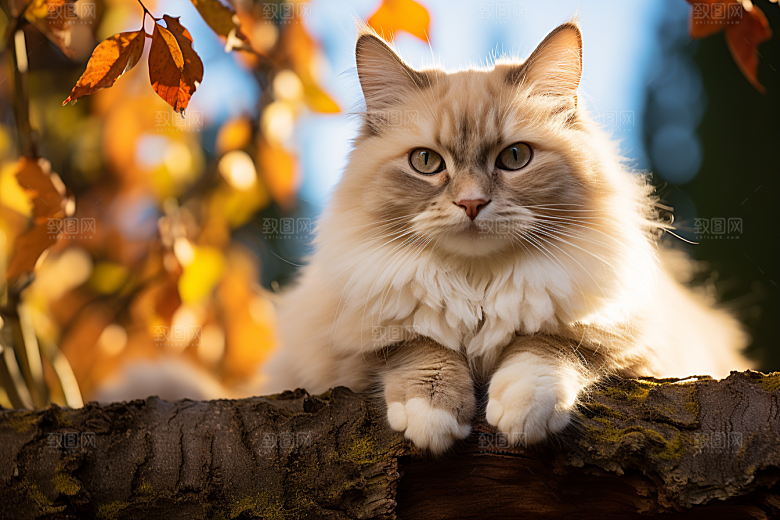 布偶猫自然仙女猫摄影图