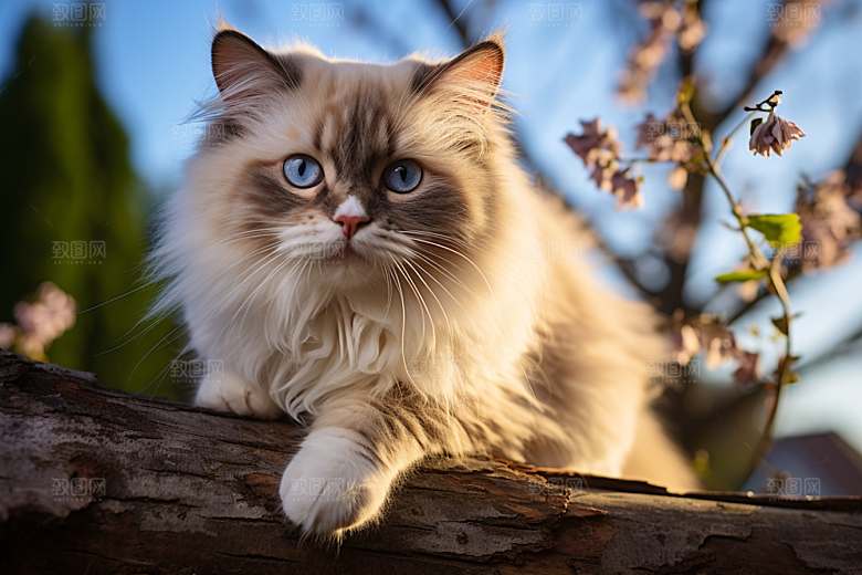 布偶猫养宠长毛猫摄影图