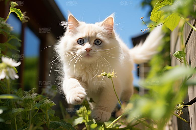 布偶猫家居养宠摄影图