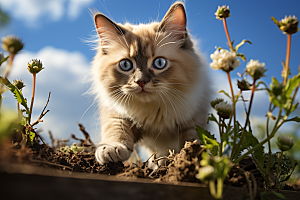 布偶猫家居高清摄影图