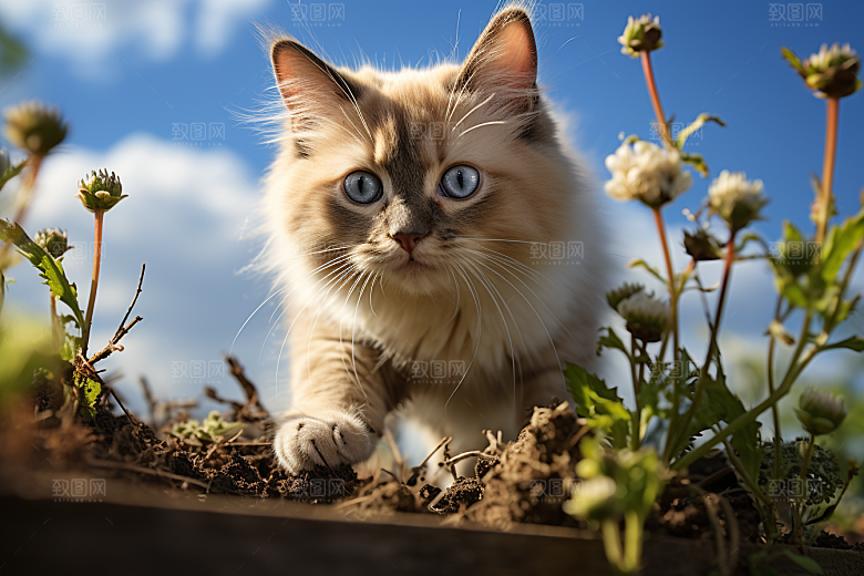 布偶猫家居高清摄影图