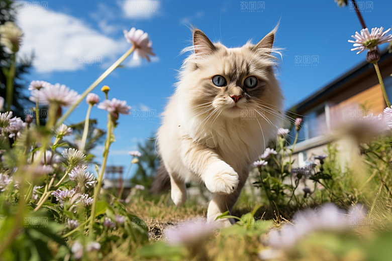 布偶猫高清宠物摄影图