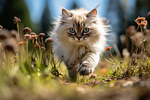 布偶猫清新自然摄影图