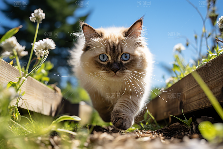 布偶猫养宠宠物摄影图