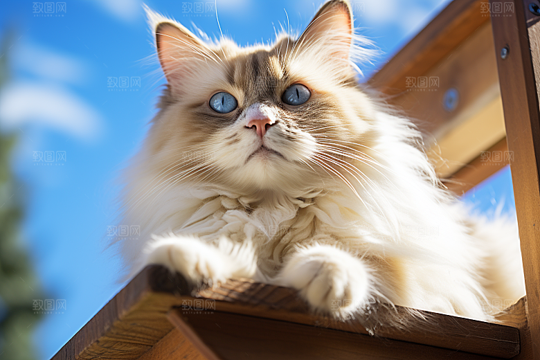布偶猫仙女猫家居摄影图