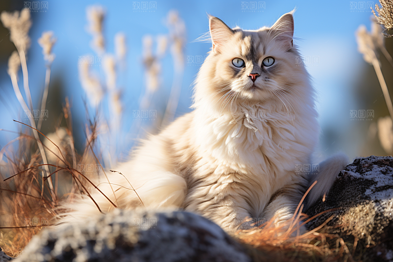 布偶猫清新长毛猫摄影图