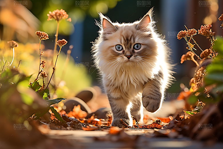 布偶猫清新养宠摄影图