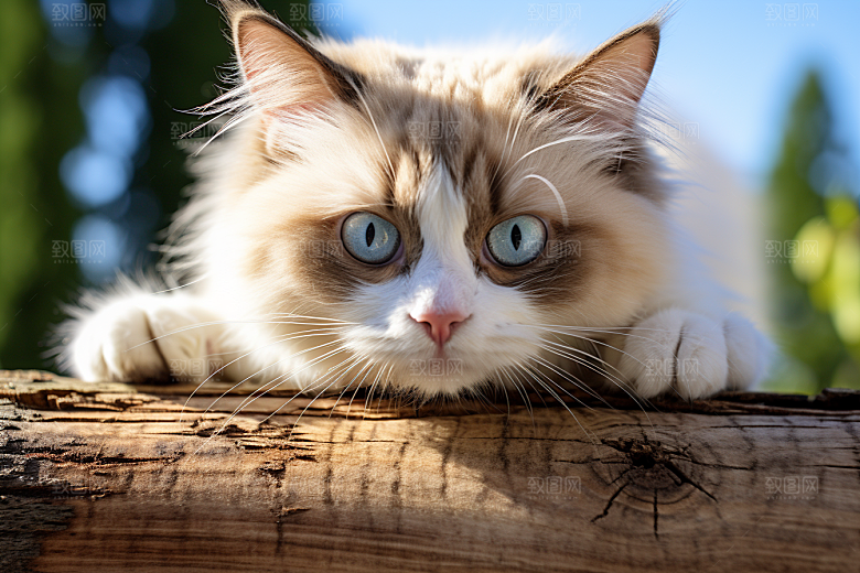 布偶猫仙女猫清新摄影图