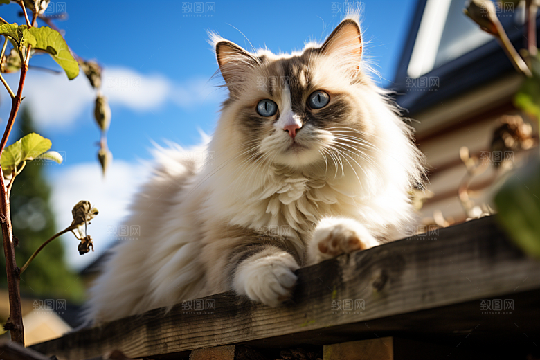 布偶猫仙女猫宠物摄影图