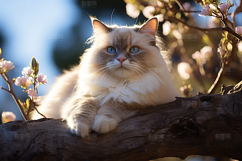 布偶猫生活宠物摄影图