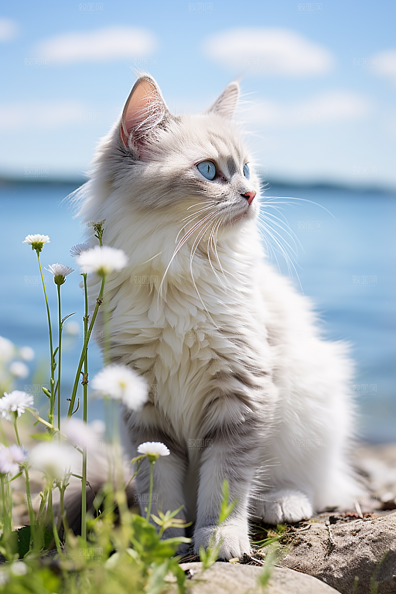 布偶猫自然养宠摄影图