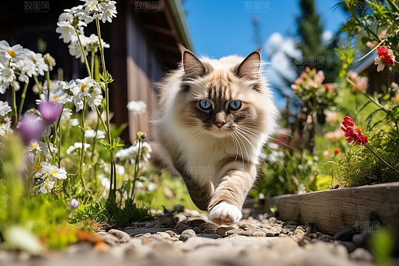 布偶猫高清家居摄影图