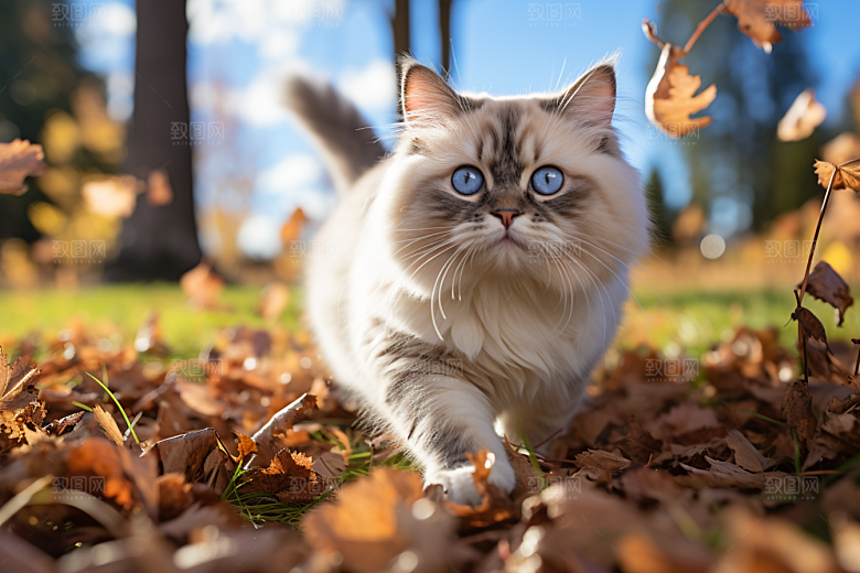 布偶猫宠物自然摄影图