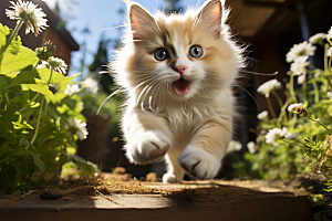 布偶猫家居仙女猫摄影图