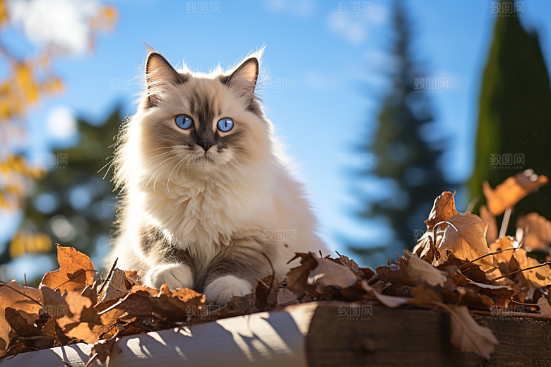 布偶猫自然养宠摄影图
