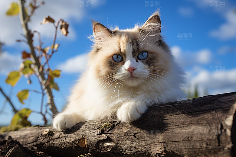 布偶猫仙女猫生活摄影图