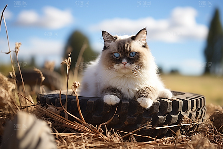 布偶猫高清可爱摄影图