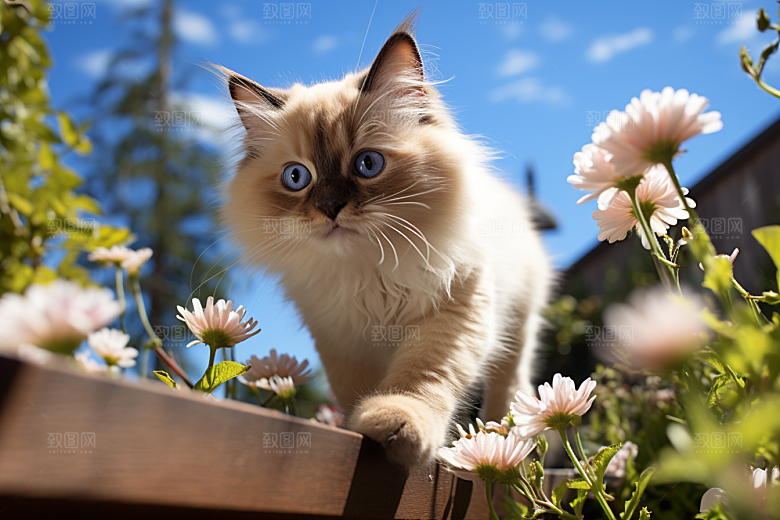 布偶猫家居长毛猫摄影图