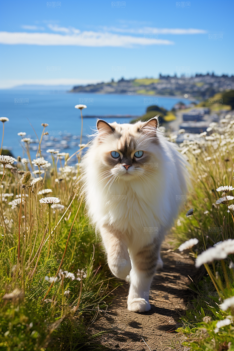 布偶猫长毛猫家居摄影图