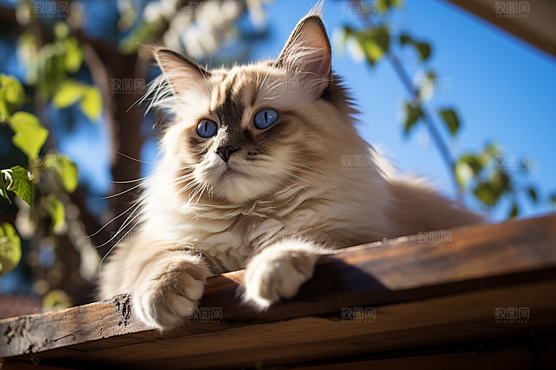 布偶猫自然可爱摄影图